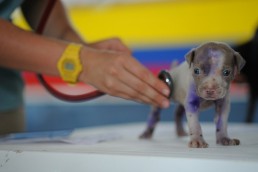 dog 91765 1920 e1612280613146 uai
